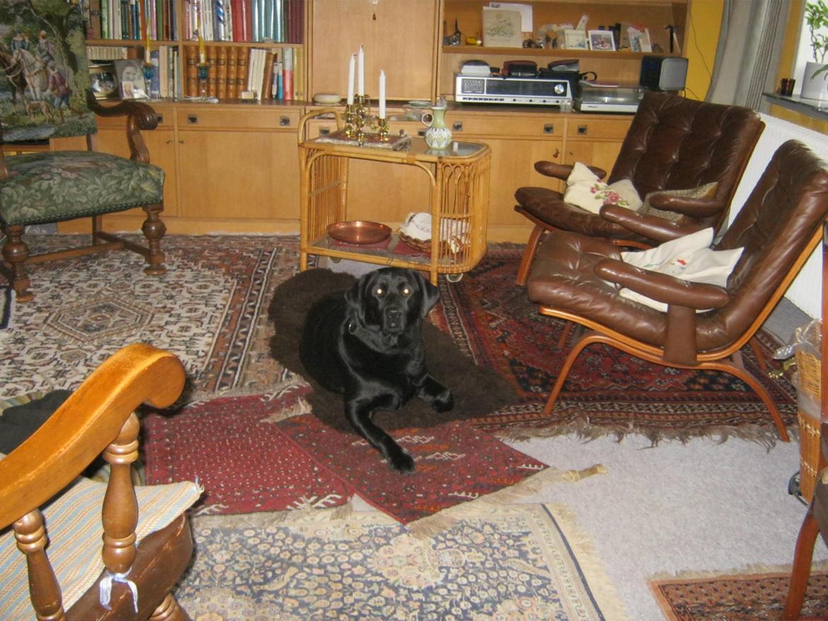 Labrador retriever sorte billede 9