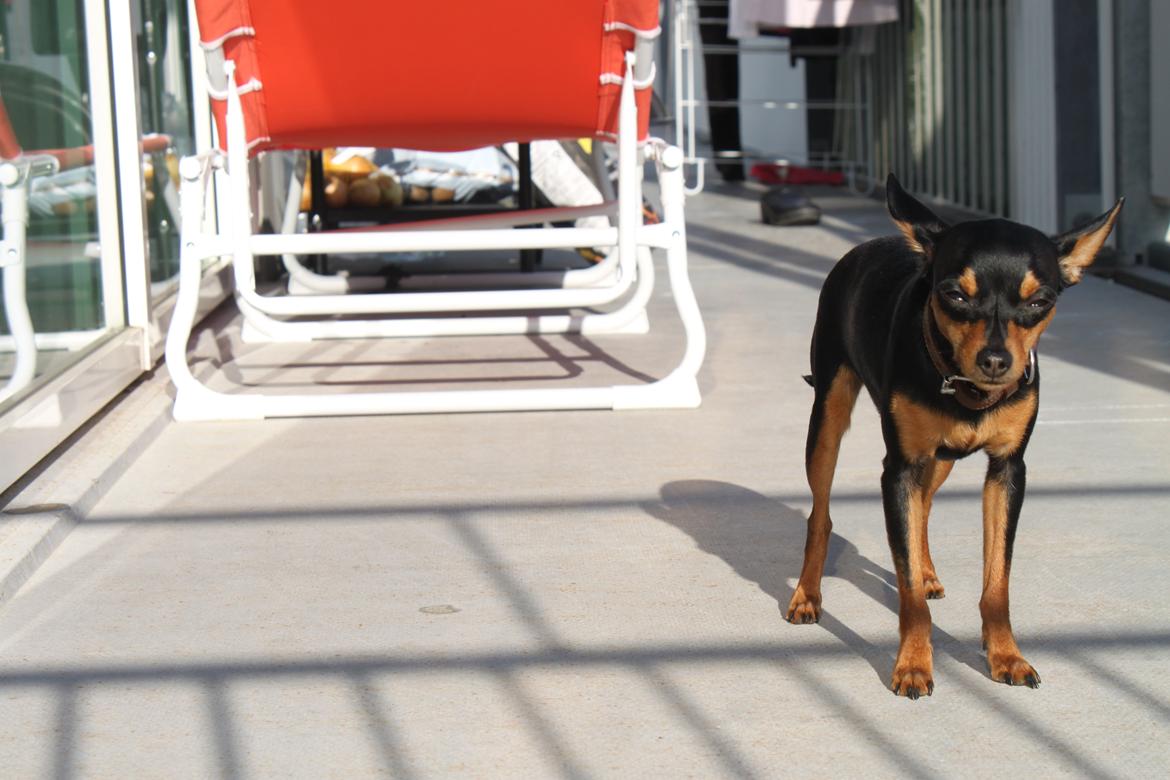 Prazsky krysarik Mille billede 3