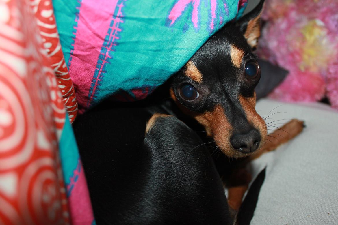 Prazsky krysarik Mille billede 9