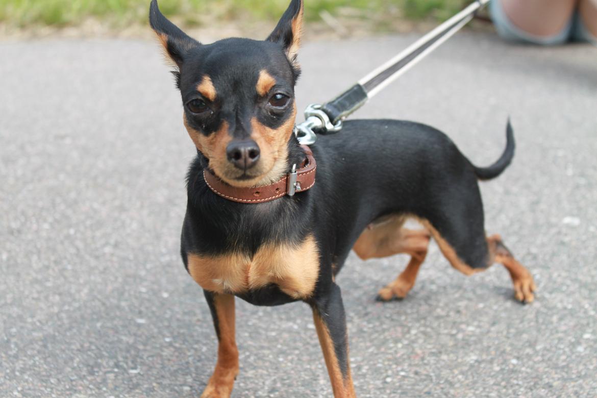 Prazsky krysarik Mille billede 5