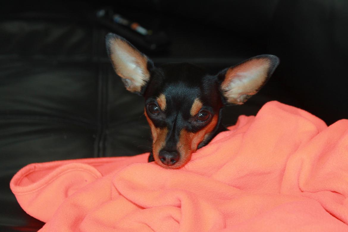 Prazsky krysarik Mille billede 10