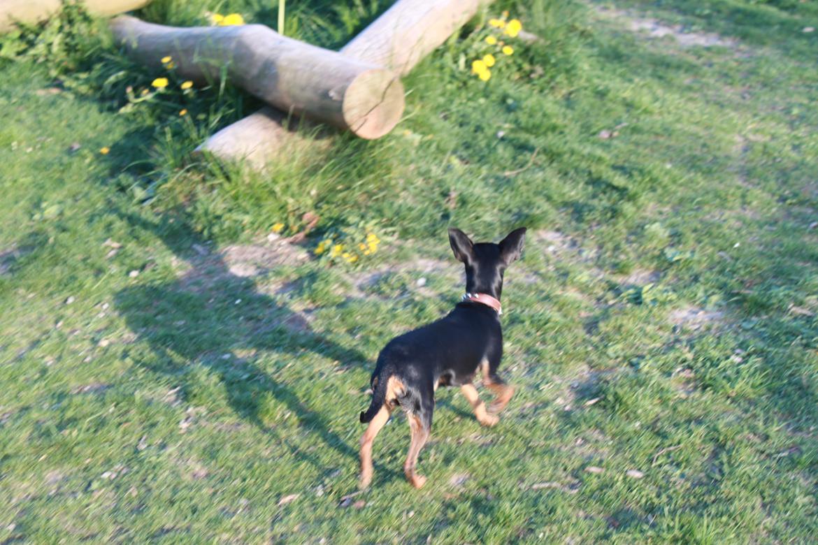 Prazsky krysarik Mille billede 11