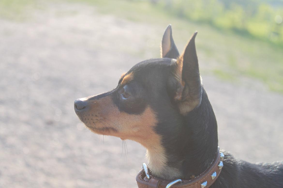 Prazsky krysarik Mille billede 4