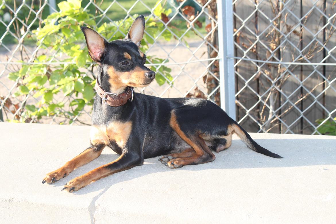 Prazsky krysarik Mille billede 7