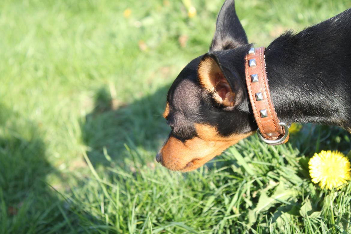 Prazsky krysarik Mille billede 8