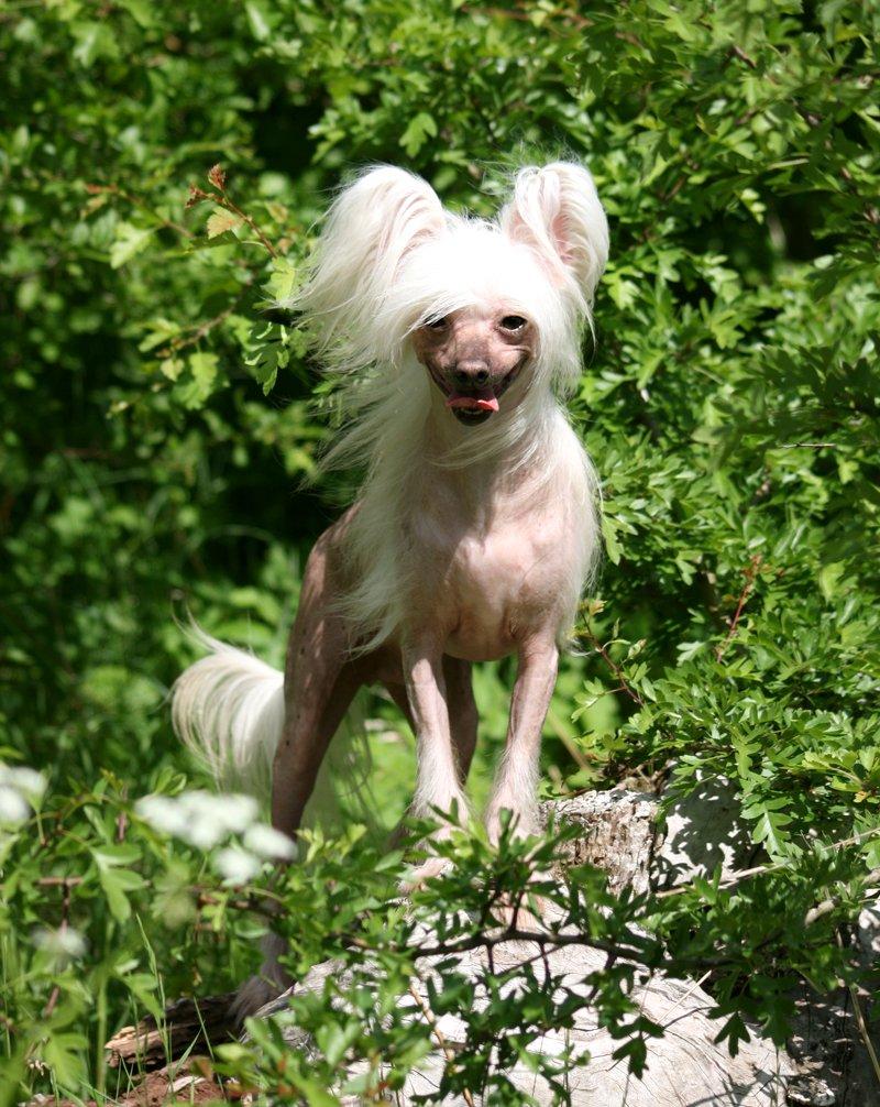Chinese crested hårløs Silas - Velkommen til Silas profil. *31/5-13* billede 12