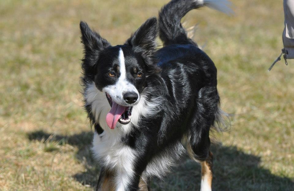 Border collie Krauholt Tzatziki (Nessie) - 1 år gammel og på hvalpetræf billede 10