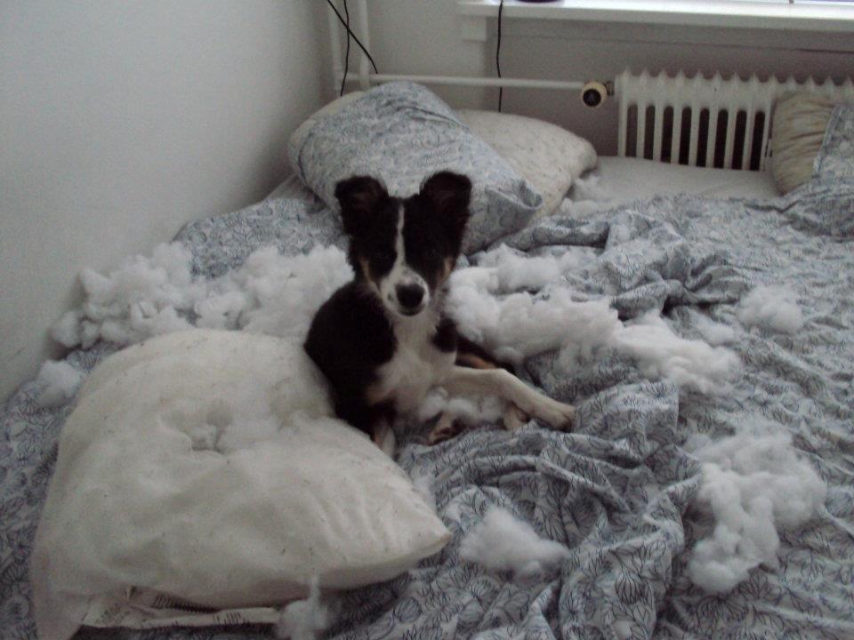Border collie Krauholt Tzatziki (Nessie) - Det var IKKE mig!! billede 7