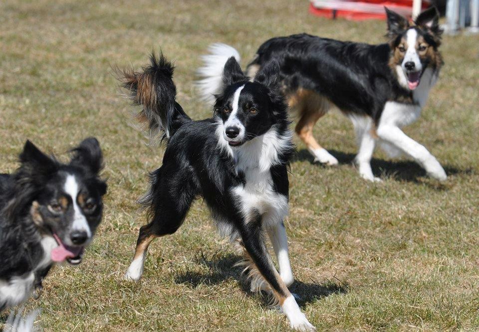 Border collie Krauholt Tzatziki (Nessie) - 1 år gammel og på hvalpetræf billede 11