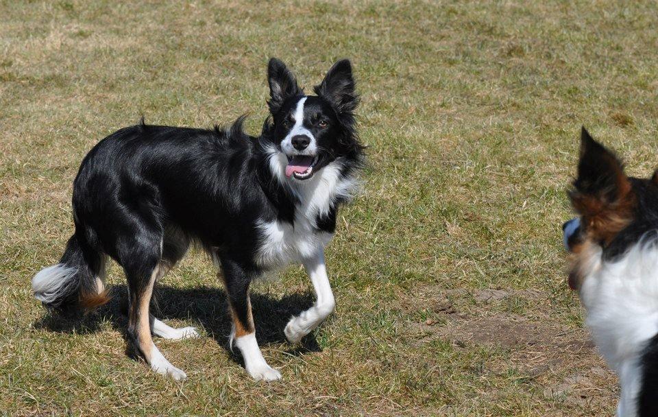 Border collie Krauholt Tzatziki (Nessie) - 1 år gammel og på hvalpetræf billede 12