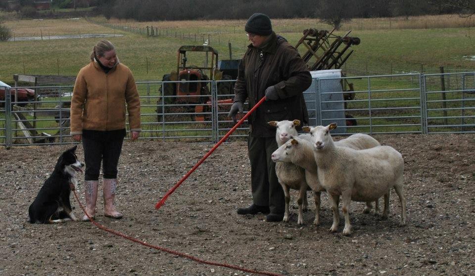 Border collie Krauholt Tzatziki (Nessie) - Ude og hyrde billede 9
