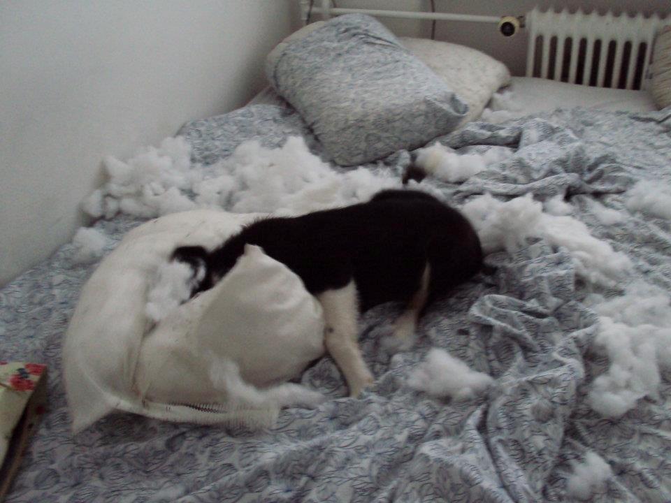 Border collie Krauholt Tzatziki (Nessie) - Okay... Det var mig! billede 8