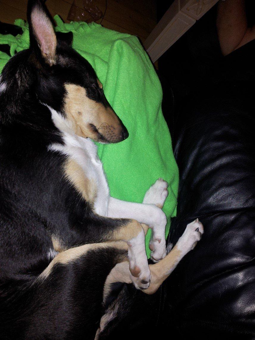 Collie korthåret Zoey - Hun er sød når hun sover ;-) billede 7