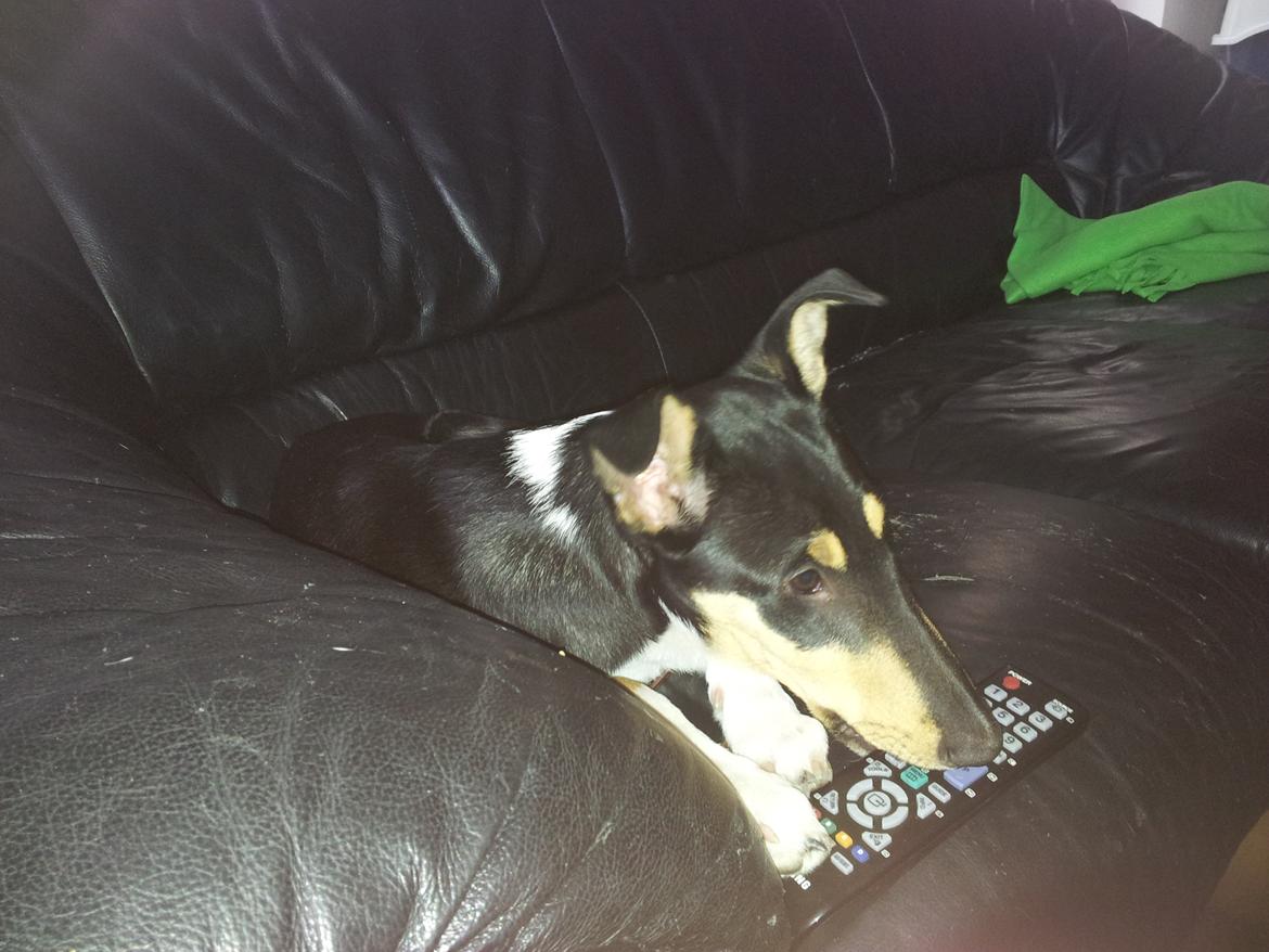 Collie korthåret Zoey - Bisse ;-) billede 8