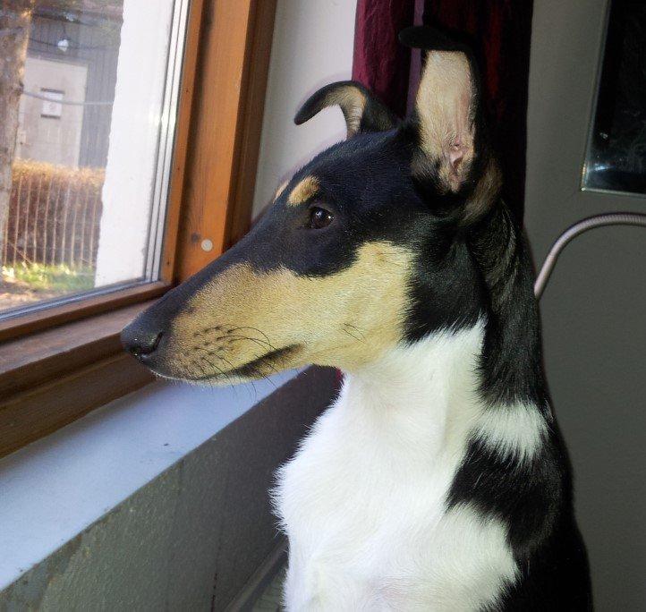 Collie korthåret Zoey - Pretty puppy is pretty ;-) billede 9