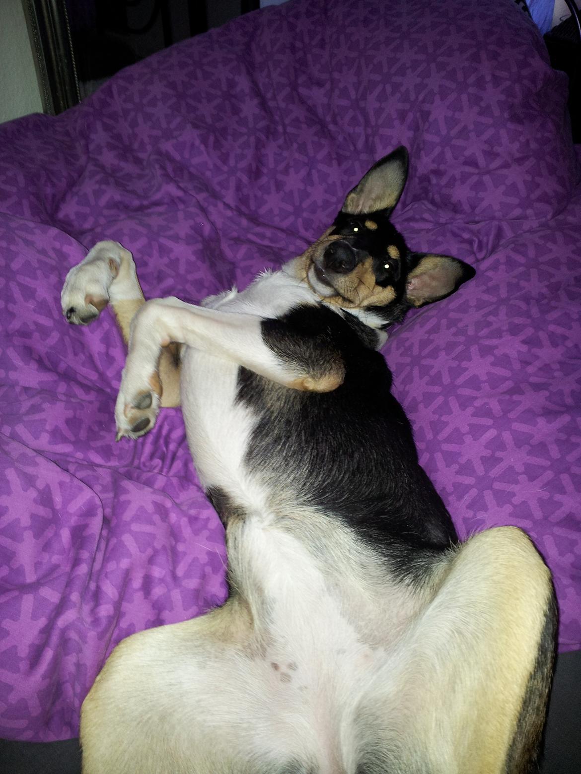 Collie korthåret Zoey - Meget elegant..... eller noget ;-) billede 11