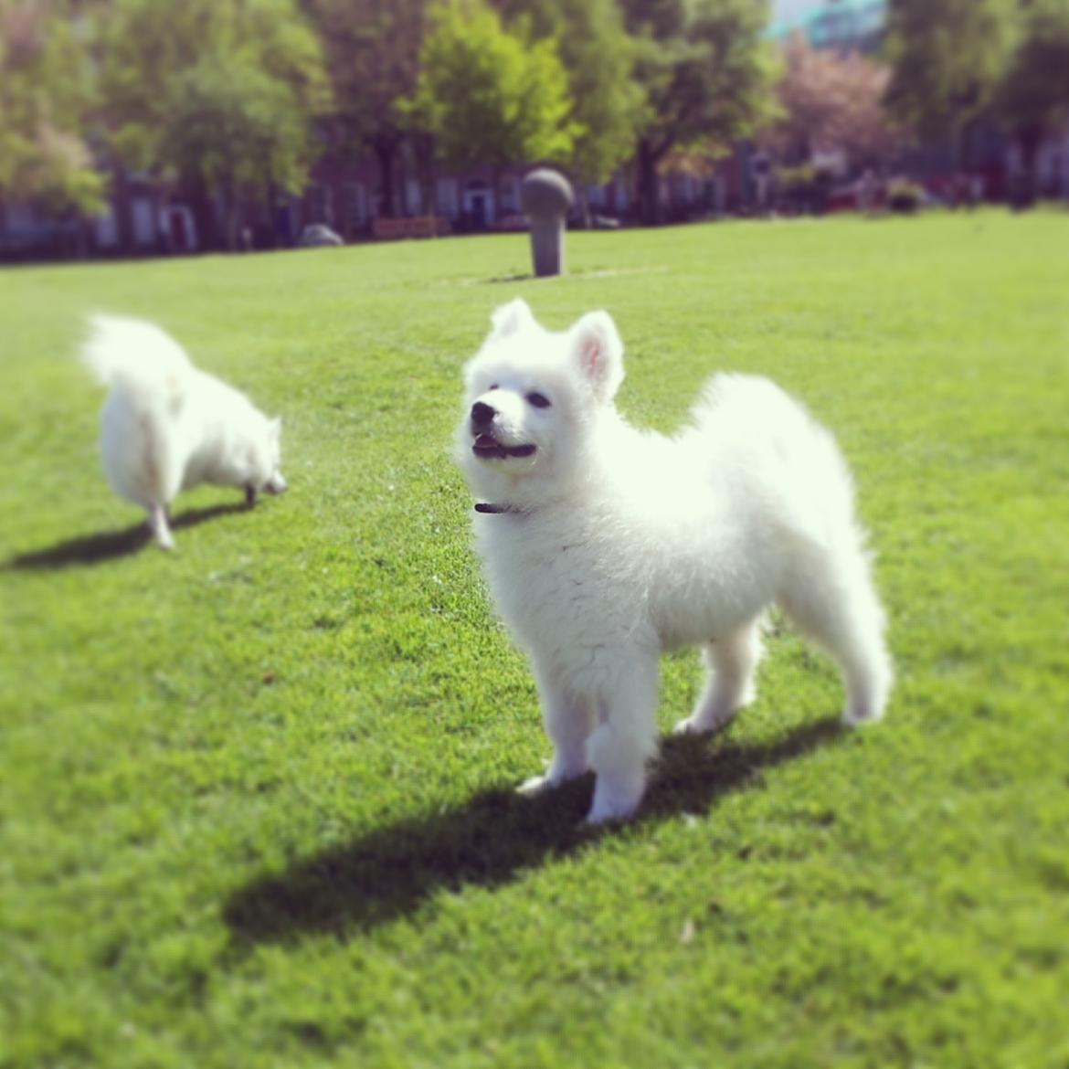 Samojedhund Mumrikken billede 10