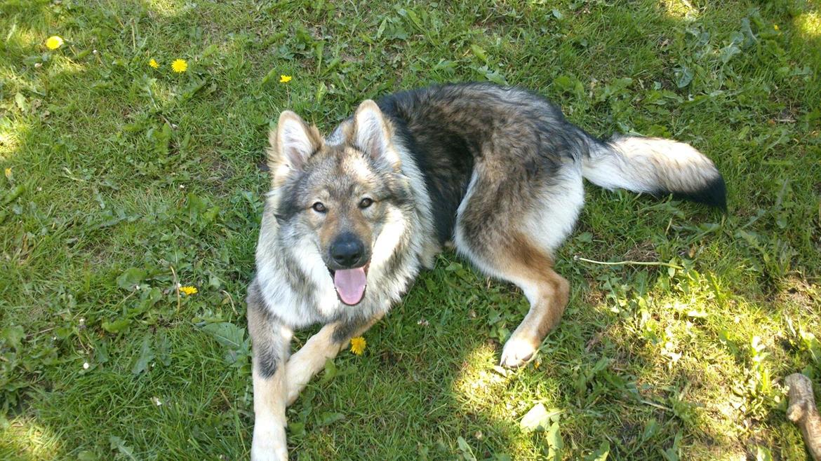 Tjekkoslovakisk ulvehund Roko billede 11