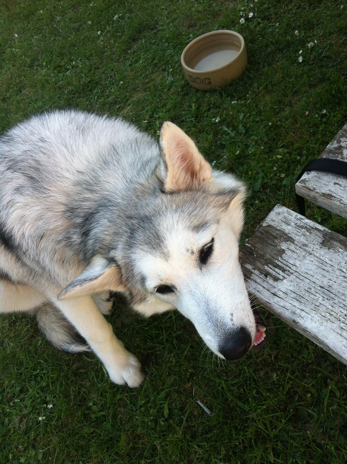 Blanding af racer Aniu billede 26