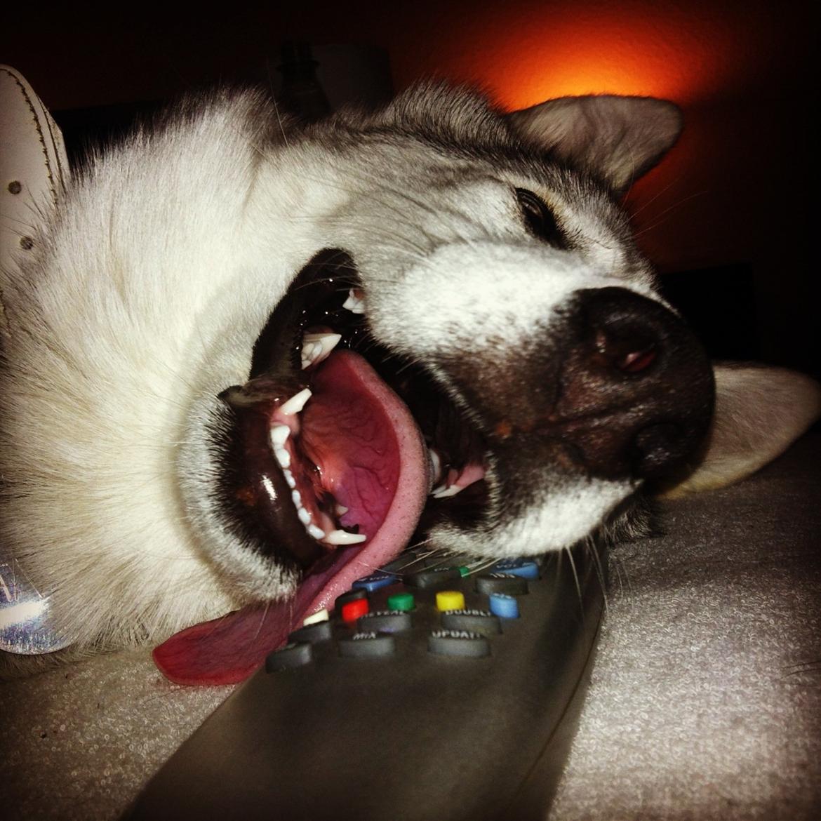 Blanding af racer Aniu billede 18