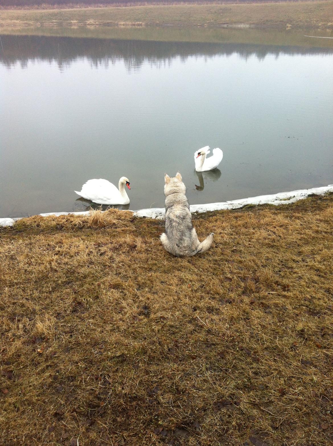 Blanding af racer Aniu billede 19