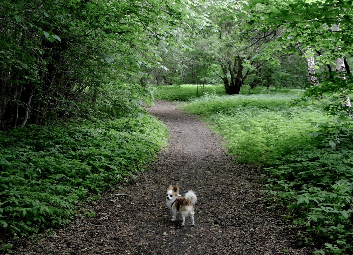 Chihuahua Viktor - En lille skovtur. billede 19