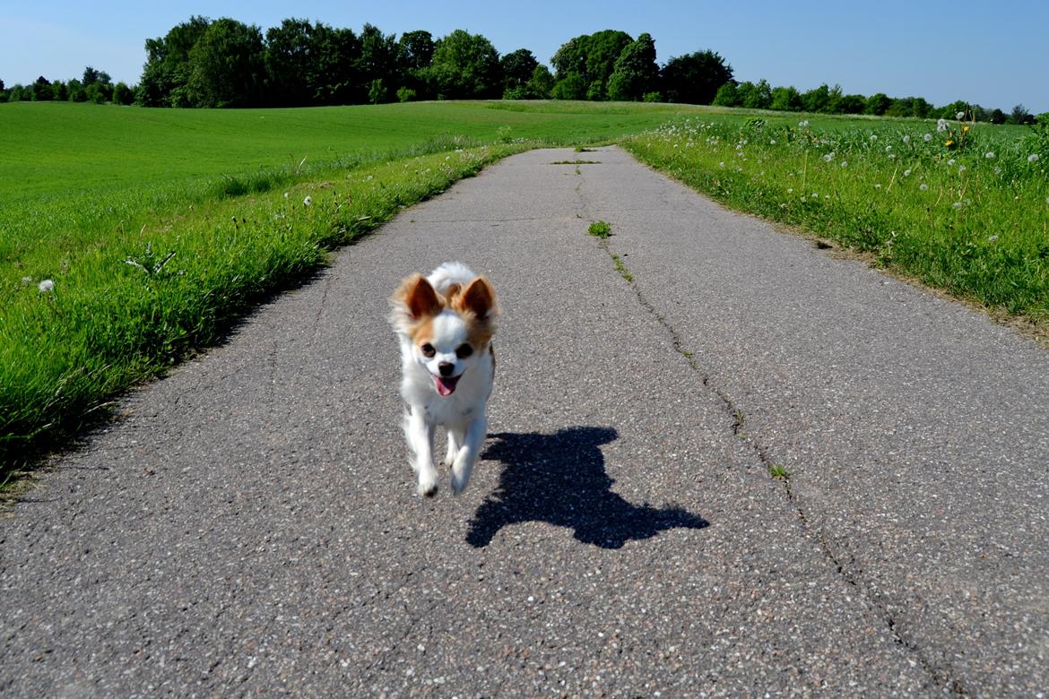 Chihuahua Viktor - En dejlig gåtur på en skøn sommerdag. billede 14