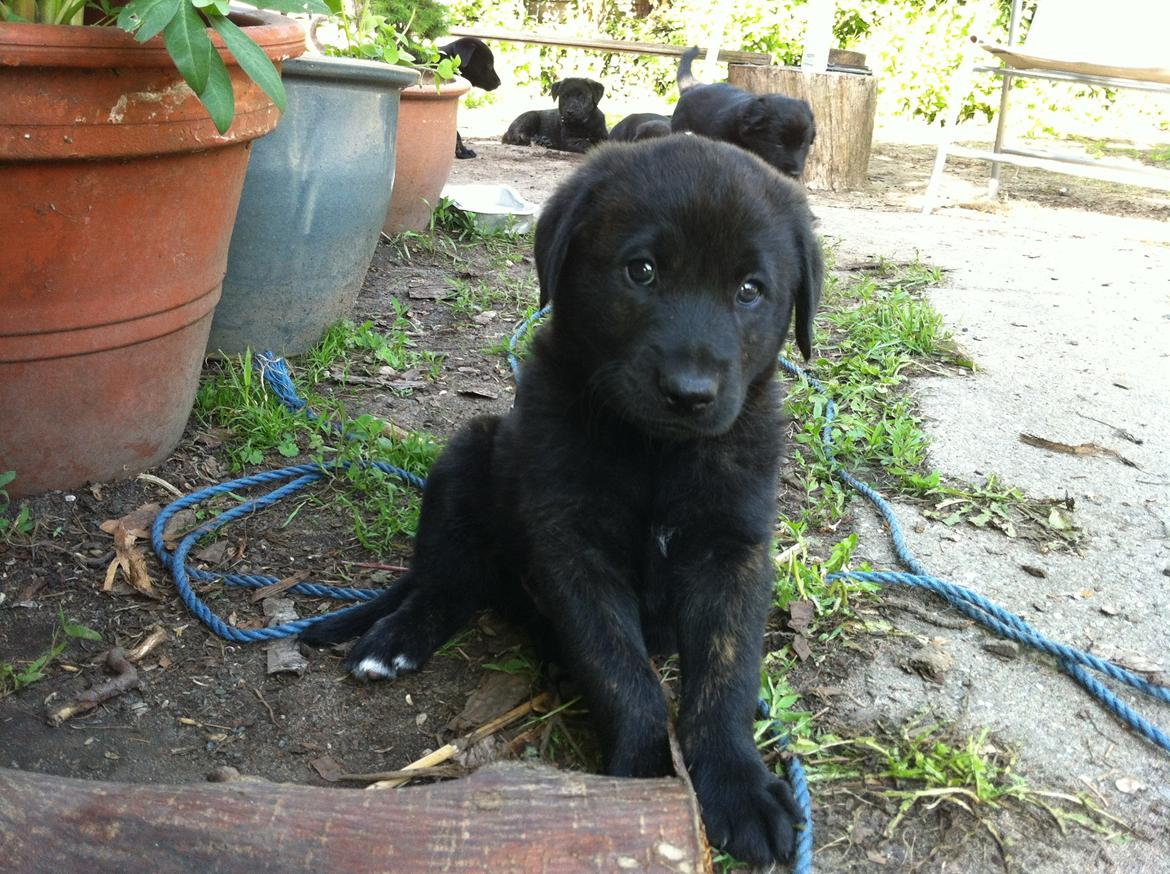 Blanding af racer Jack - Jack billede 1