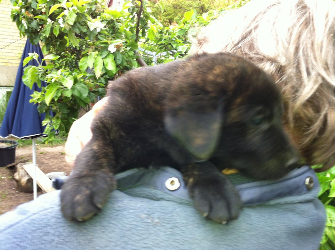 Blanding af racer Jack - op på skulderen billede 2