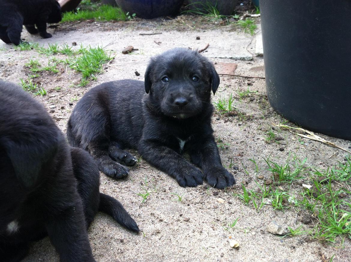 Blanding af racer Jack - Jack kan ligge pænt billede 3