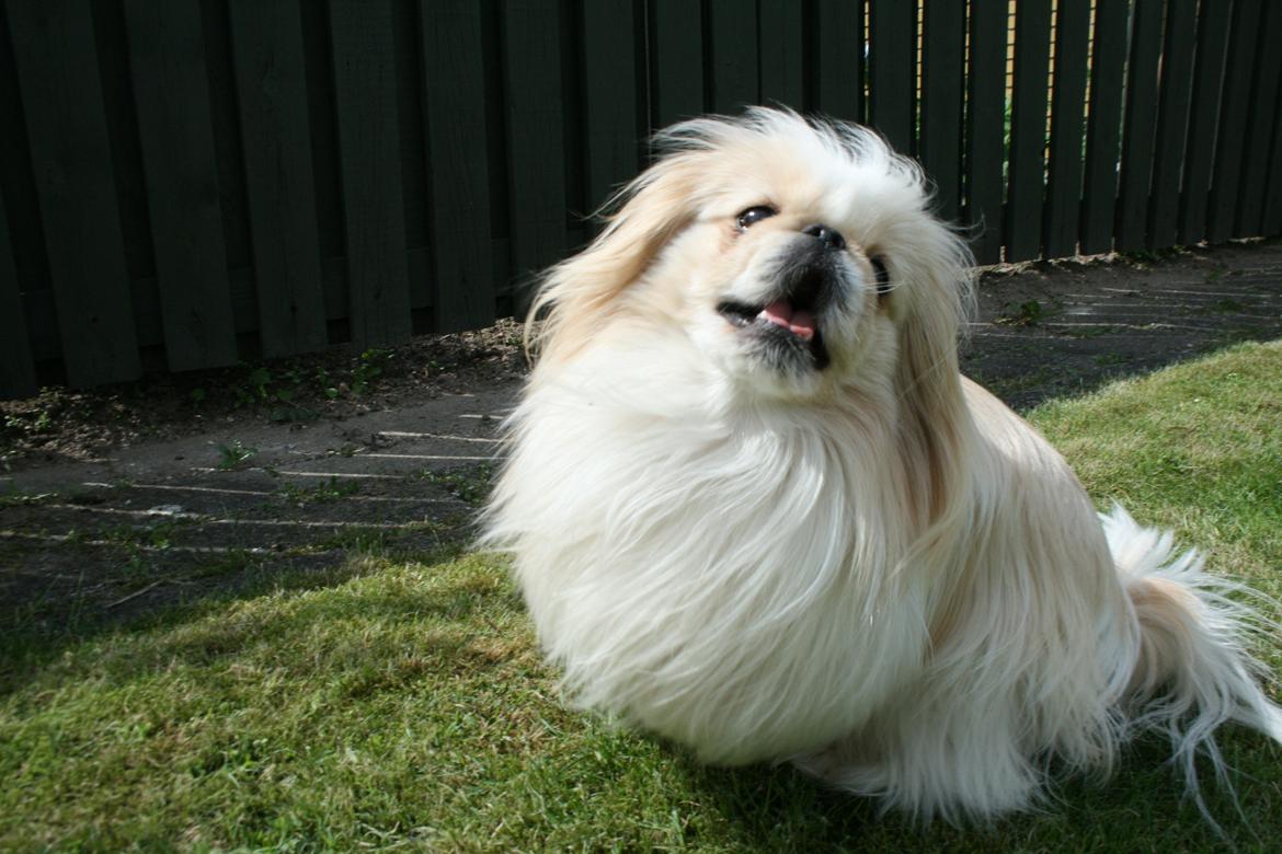 Pekingeser Charlie billede 3