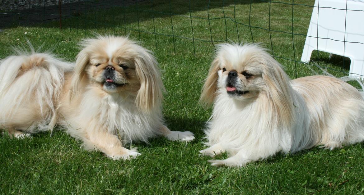 Pekingeser Charlie billede 4