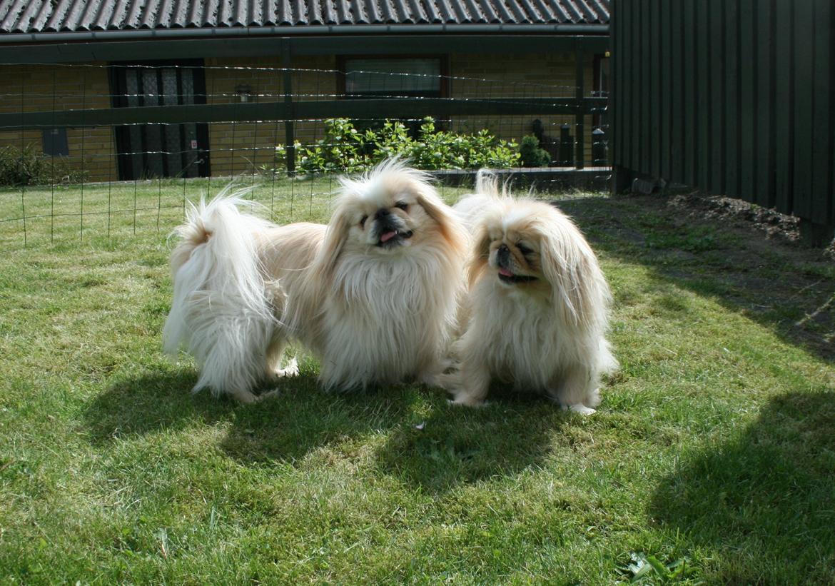 Pekingeser Charlie - Sally og jeg i haven.. billede 2