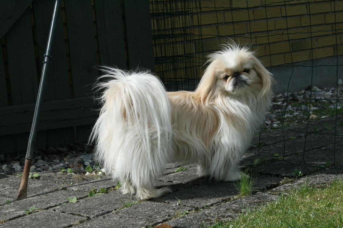 Pekingeser Charlie - Jeg har set dig.... :-) billede 1