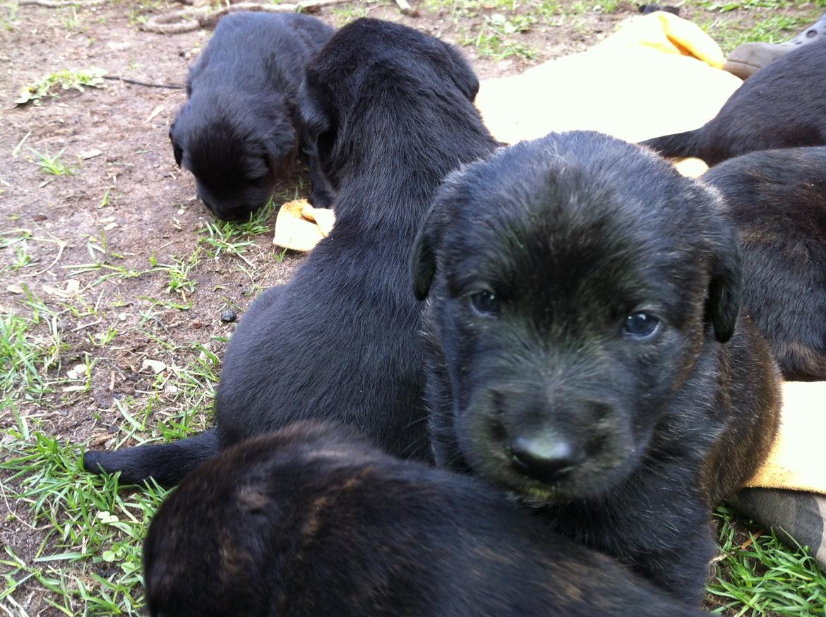 Blanding af racer Jack - midt i flokken billede 4