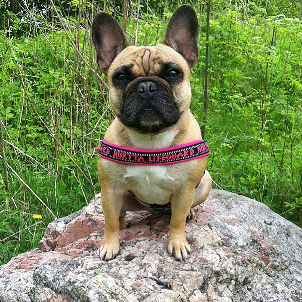 Fransk bulldog Bella - Min højt elskede og smukke  lille pige Bella :) billede 12