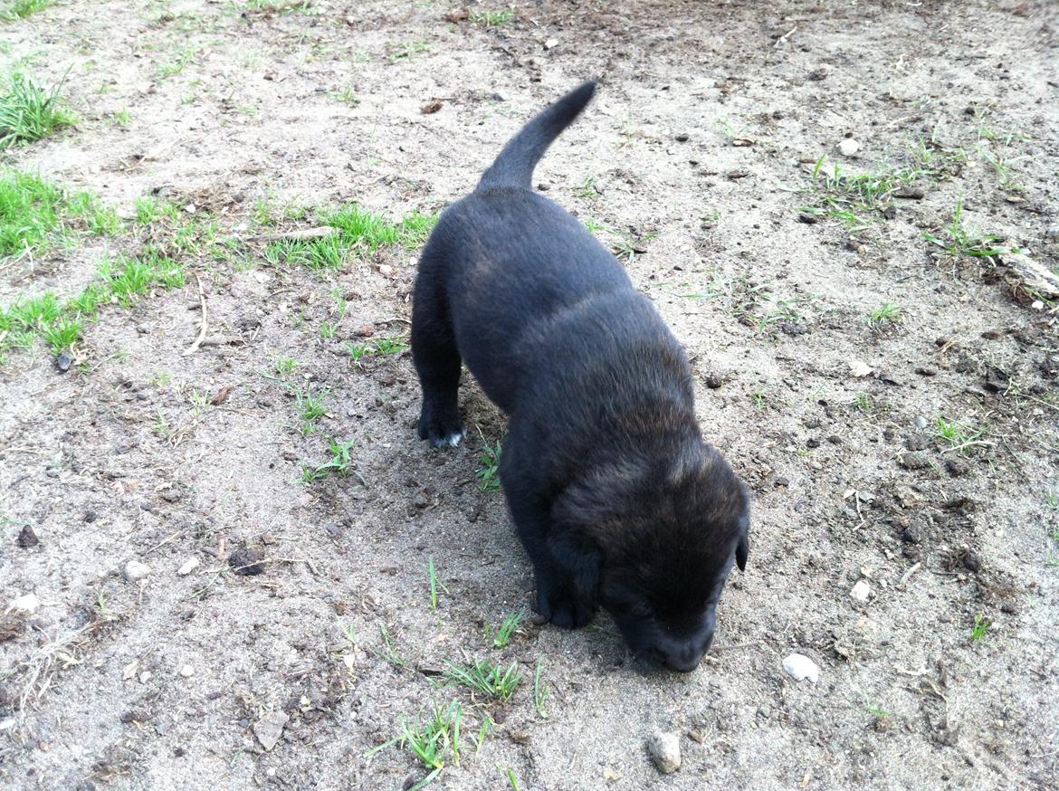 Blanding af racer Jack - god til at bruge snuden billede 5