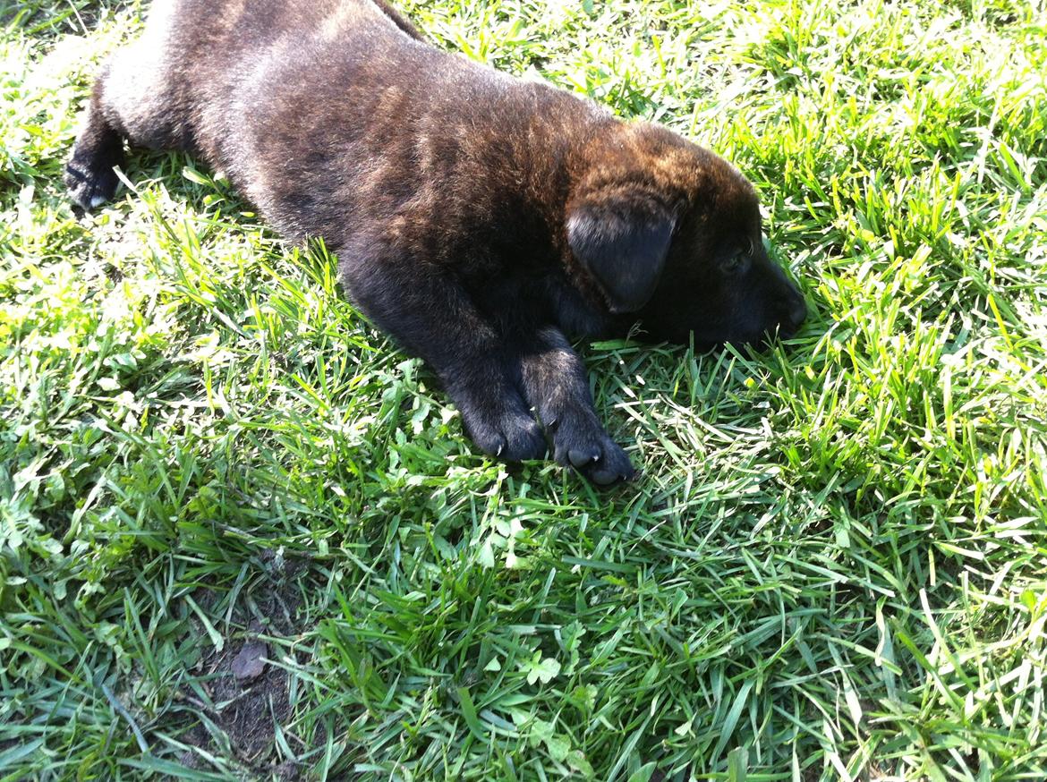 Blanding af racer Jack - slapper af i græsset billede 6