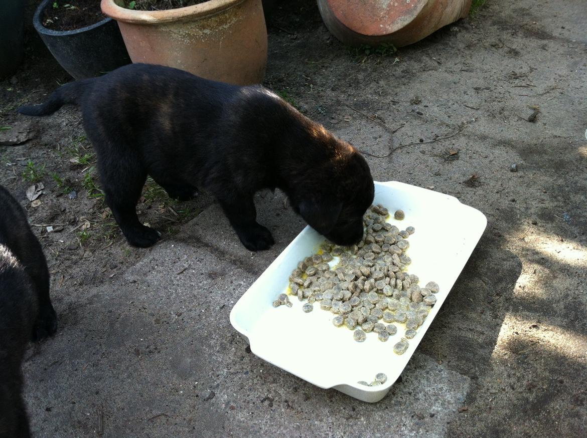 Blanding af racer Jack - så skal der spises billede 7