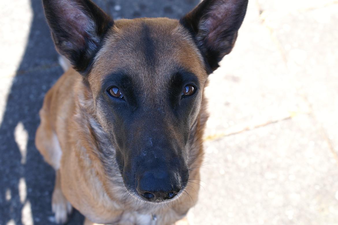Malinois Coco billede 4