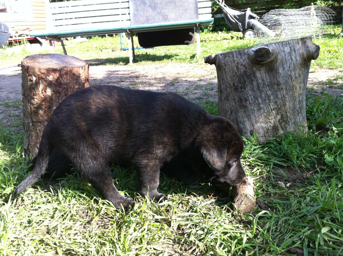 Blanding af racer Jack - dejligt med en pind billede 8