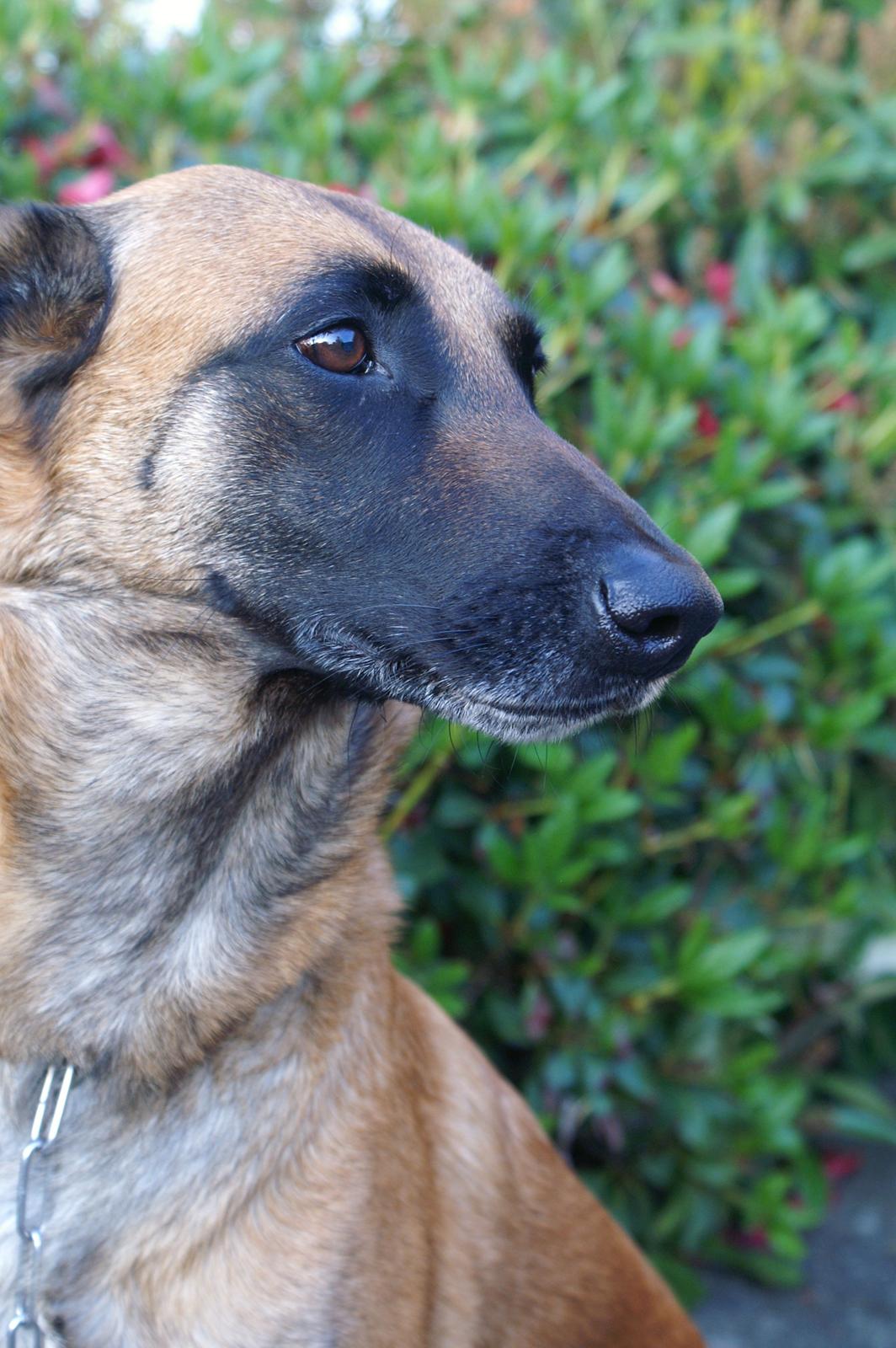 Malinois Coco billede 1