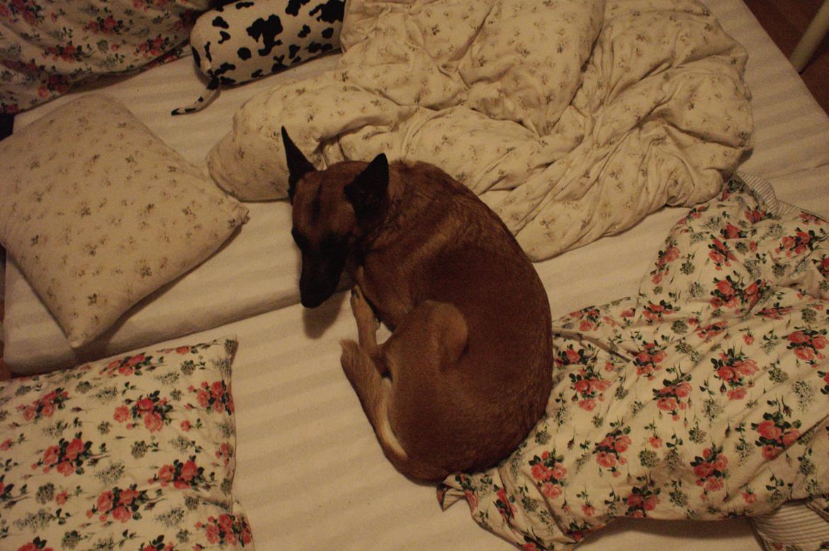 Malinois Coco billede 3