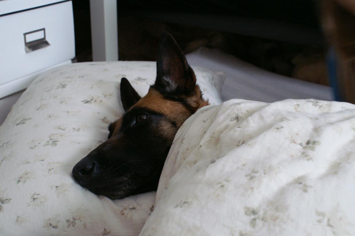 Malinois Coco billede 2