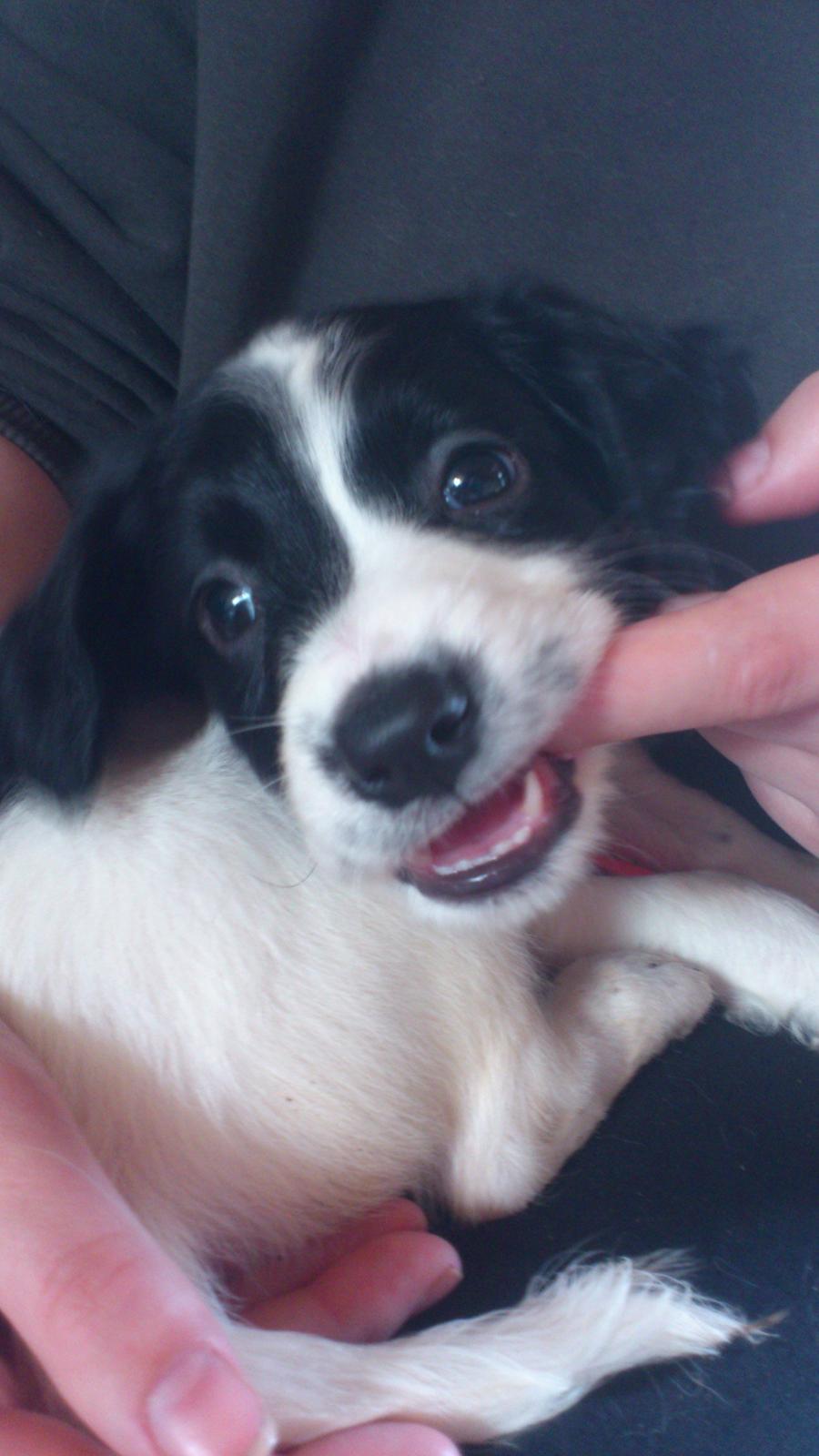 Blanding af racer Eddie Aka dynedyret - Bisserne klør! billede 1