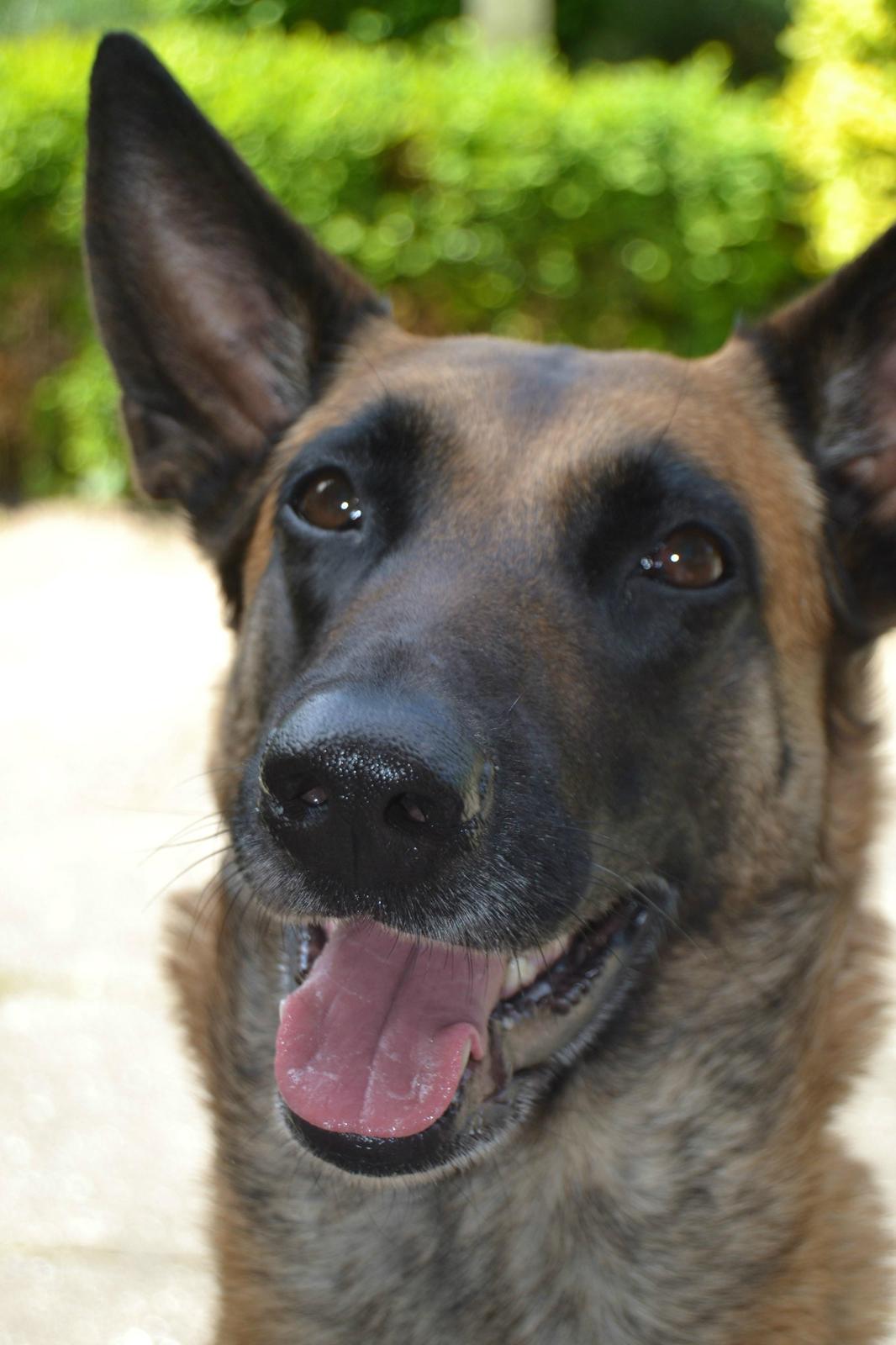 Malinois Coco billede 5