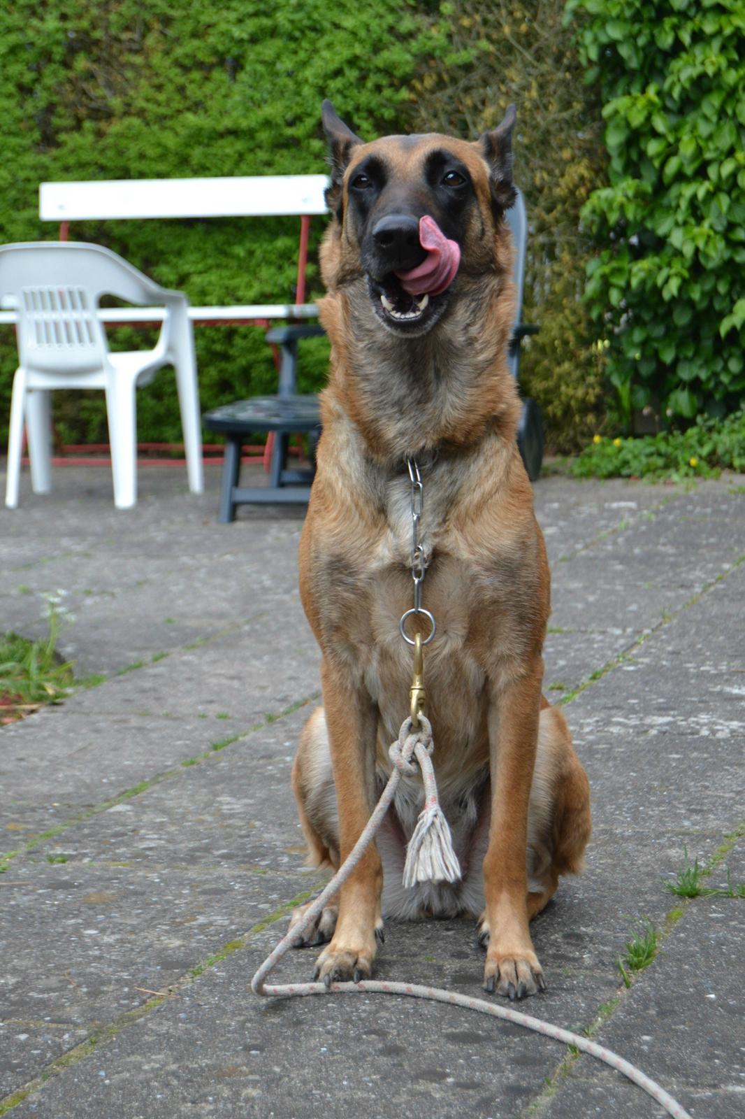 Malinois Coco billede 6