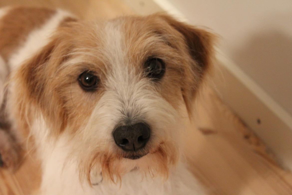 Kromfohrländer Luna billede 5