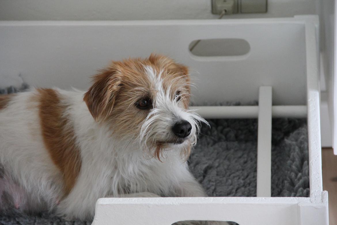 Kromfohrländer Luna billede 6