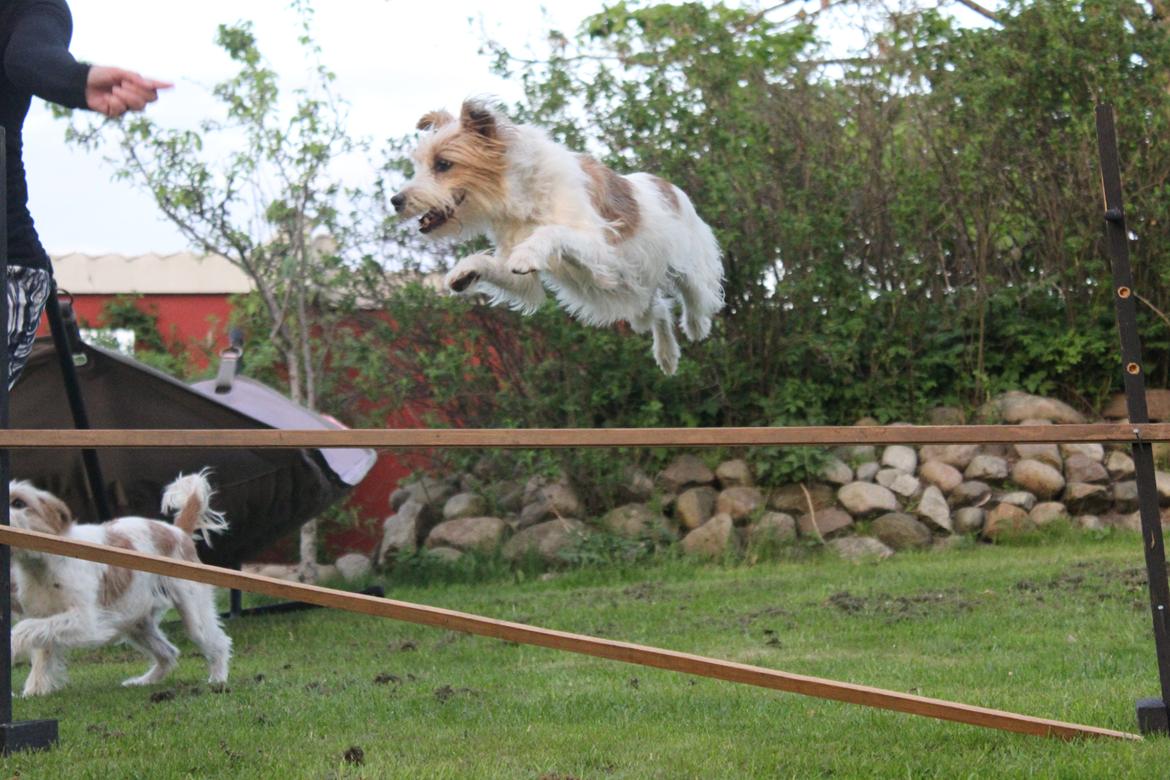 Kromfohrländer Alfrida billede 5